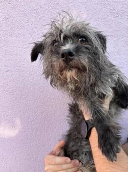 Spooky -  Terrier and Mixed Breed Dog for Adoption in El Paso, Texas - Spooky | PetCurious