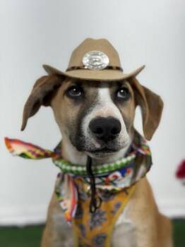 Pancho Lopez-One of our Amazing Rescue Dogs -  Rhodesian Ridgeback and Redbone Coonhound Dog for Adoption in Carlsbad, California - Pancho Lopez-One Of Our Amazing Rescue Dogs | PetCurious