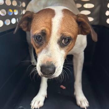 Stevie Nicks -  Jack Russell Terrier Dog for Adoption in Birmingham, Alabama - Stevie Nicks | PetCurious