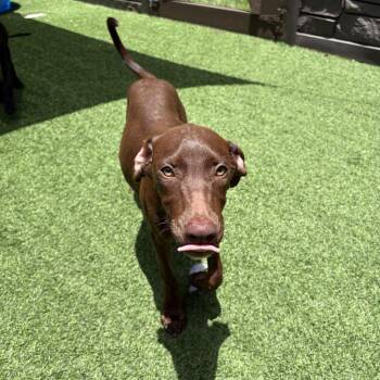 Morocco 8415 -  Doberman Pinscher and Mixed Breed Dog for Adoption in Loxahatchee Groves, Florida - Morocco 8415 | PetCurious