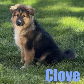 Shepherd and Husky Dogs Available for Adoption in Ellicott City, Maryland - Clove | PetCurious