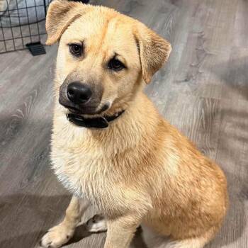 Schroeder -  Shepherd and Mixed Breed Dog for Adoption in Las Vegas, Nevada - Schroeder | PetCurious