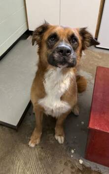 Webster -  Australian Shepherd Dog for Adoption in Red Bluff, California - Webster | PetCurious
