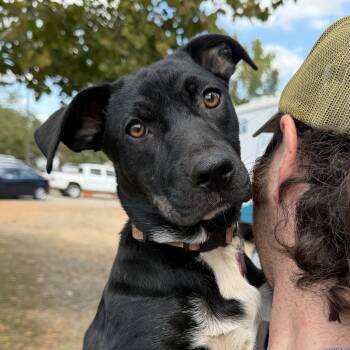 Uno -  Mixed Breed Dog for Adoption in Columbia, South Carolina - Uno | PetCurious