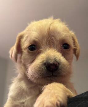 Rescue Chihuahua and Mixed Breed Dogs for Adoption in Los Angeles, California - Tomato Bisque | PetCurious