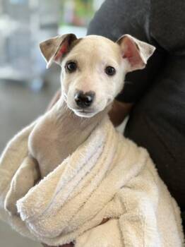 Terrier and Mixed Breed Dogs Available for Adoption in Honolulu, Hawaii - Marvin | PetCurious