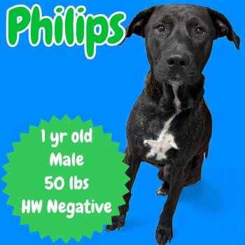 Rescue Pit Bull Terrier Dogs for Adoption in Sorrento, Louisiana - Philips | PetCurious
