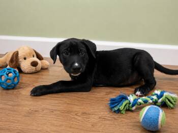 Buster -  Black Labrador Retriever Dog for Adoption in Orangeburg, South Carolina - Buster | PetCurious