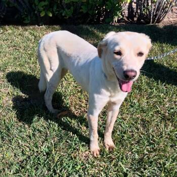 Labrador Retriever Dogs Available for Adoption - Chepi  | PetCurious