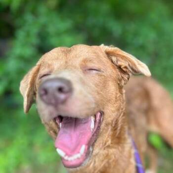 Chesapeake Bay Retriever Dogs Available for Adoption in Niagara Falls, Ontario - Birdie Belle (20260421-08) | PetCurious