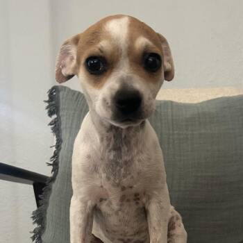 Peggy -  Terrier and Mixed Breed Dog for Adoption in Las Vegas, Nevada - Peggy | PetCurious