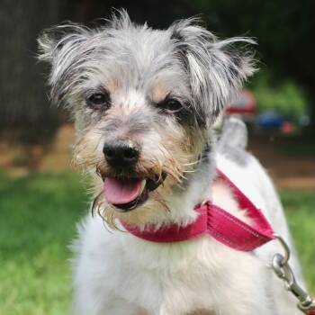Bruno -  Mixed Breed Dog for Adoption in Allentown, Pennsylvania - Bruno | PetCurious