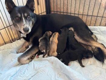 Rescue Siberian Husky Dogs for Adoption in Holly Springs, North Carolina - Medina | PetCurious