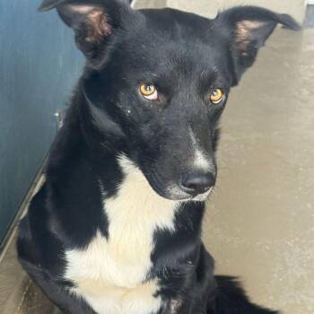 Angel -  Collie Dog for Adoption in Kingman, Arizona - Angel | PetCurious
