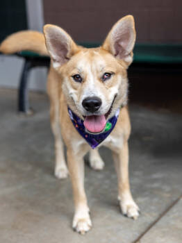 Rescue Mixed Breed Dogs for Adoption in Atlanta, Georgia - Frankenstein | PetCurious