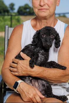 Balthazar -  Poodle Dog for Adoption in Chester Springs, Pennsylvania - Balthazar | PetCurious