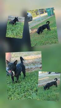 Rescue Chiweenie Dogs for Adoption in Chesnee, South Carolina - Jeremiah | PetCurious