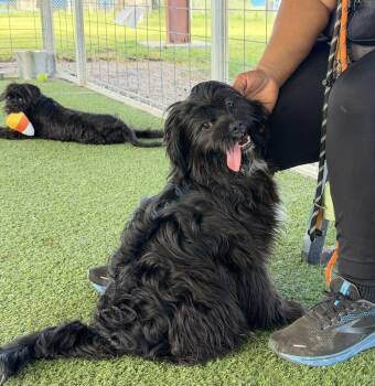 Panda and Penguin -  Tibetan Terrier Dog for Adoption in Canutillo, Texas - Panda And Penguin | PetCurious