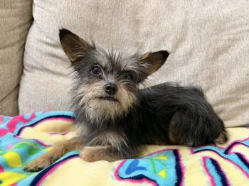 Yorkshire Terrier Dogs Available for Adoption in La Feria, Texas - Pippen | PetCurious
