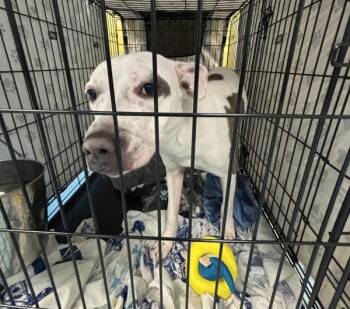 Silly Goose -  Mixed Breed Dog for Adoption - Silly Goose | PetCurious