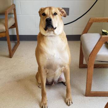 Louie -  Boxer and Labrador Retriever Dog for Adoption in Evansville, Indiana - Louie | PetCurious