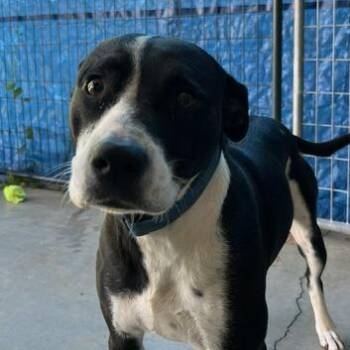 Cowie (HW+) -  Mixed Breed Dog for Adoption in Marble, North Carolina - Cowie (HW+) | PetCurious