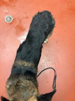 German Shepherd Dog Dogs Available for Adoption - Delgado | PetCurious