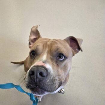 Pit Bull Terrier and Mixed Breed Dogs Available for Adoption in Grand Junction, Colorado - Tron | PetCurious