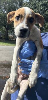 Rescue Pit Bull Terrier Dogs for Adoption in Mobile, Alabama - Tin Man | PetCurious