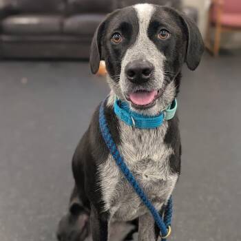Quinn -  Mixed Breed Dog for Adoption in West Olive, Michigan - Quinn | PetCurious