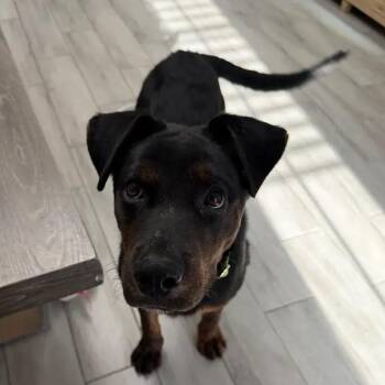 Rottweiler and German Shepherd Dog Dogs Available for Adoption in Polk, Ohio - Manny | PetCurious