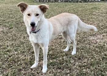Labrador Retriever and Collie Dogs Available for Adoption - Chelsea | PetCurious