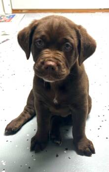 Gumbo -  Labrador Retriever and Saint Bernard Dog for Adoption in Fenton, Missouri - Gumbo | PetCurious