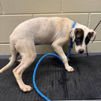 10/08/2026-Stray-8thStreet-2 -  Mixed Breed Dog for Adoption in Columbus, Georgia - 10/08/2026-Stray-8thStreet-2 | PetCurious