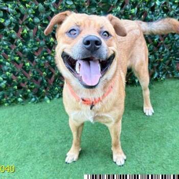 Nimbus -  Mixed Breed Dog for Adoption in West Palm Beach, Florida - Nimbus | PetCurious