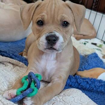 American Staffordshire Terrier and Boxer Dogs Available for Adoption in Sayreville, New Jersey - Aerin | PetCurious