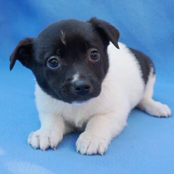 Mixed Breed Dogs Available for Adoption in Richmond, California - ZEUS | PetCurious