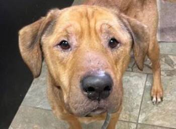 Rescue Mixed Breed Dogs for Adoption in Fernandina Beach, Florida - GUNNER | PetCurious