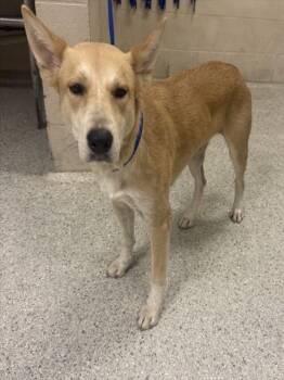 EMMIE -  Australian Cattle Dog Blue Heeler and Mixed Breed Dog for Adoption in Conroe, Texas - EMMIE | PetCurious
