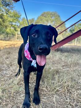 Rescue Black Labrador Retriever and Rottweiler Dogs for Adoption in Seguin, Texas - Zelda | PetCurious