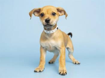 CLOUD -  Australian Cattle Dog Blue Heeler Dog for Adoption in Phoenix, Arizona - CLOUD | PetCurious