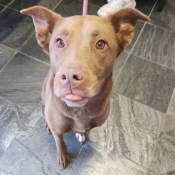 Duchess -  Labrador Retriever and Mixed Breed Dog for Adoption in Clearwater, Florida - Duchess | PetCurious