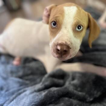 Halen -  Mountain Cur and Beagle Dog for Adoption in Jacksboro, Tennessee - Halen | PetCurious