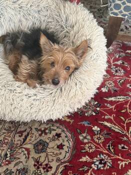 Silky Terrier Dogs Available for Adoption in Bradenton, Florida - Monty | PetCurious