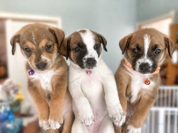 Terrier Dogs Available for Adoption in Humble, Texas - Addi, Ava, Or Ali | PetCurious