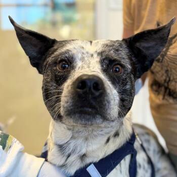Jiffy -  Australian Cattle Dog Blue Heeler and Pit Bull Terrier Dog for Adoption in Nashville, Tennessee - Jiffy | PetCurious