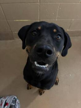 Ray -  Labrador Retriever Dog for Adoption in Canon City, Colorado - Ray | PetCurious