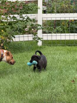 Coal -  Pit Bull Terrier Dog for Adoption in Lewis Center, Ohio - Coal | PetCurious