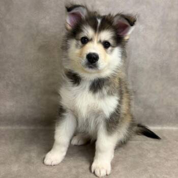 1217 (2026) Mishka -  Siberian Husky and Shepherd Dog for Adoption in Parker, Colorado - 1217 (2026) Mishka | PetCurious