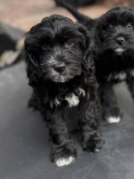 Poodle and Wheaten Terrier Dogs Available for Adoption in Burbank, California - Cami | PetCurious